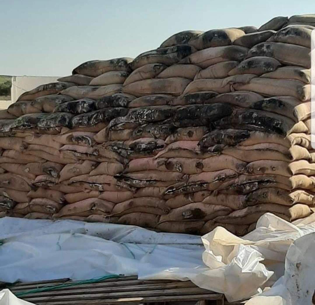 تعفن كميات كبيرة من البذور في وقت تستورد فيه الدولة الحبوب بالعملة الصعبة